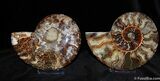 Large / Inch Slice and Polished Ammonite (Pair) #377-1